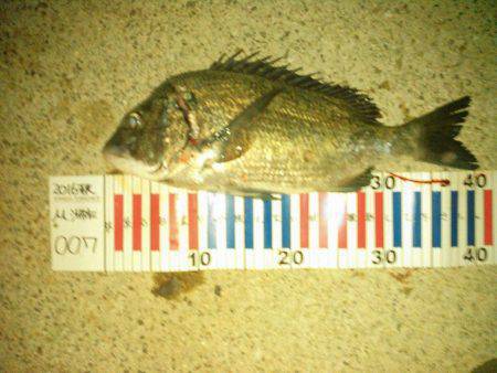 朝マヅメにチヌトップ